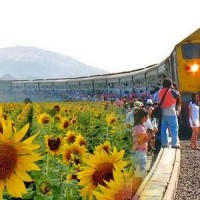 sunflower-train_1
