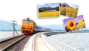 sunflower-train_2