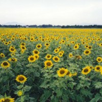 Sunflower_fields_Lopburi_Thailand
