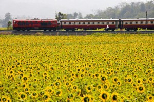 sunflower-train_3